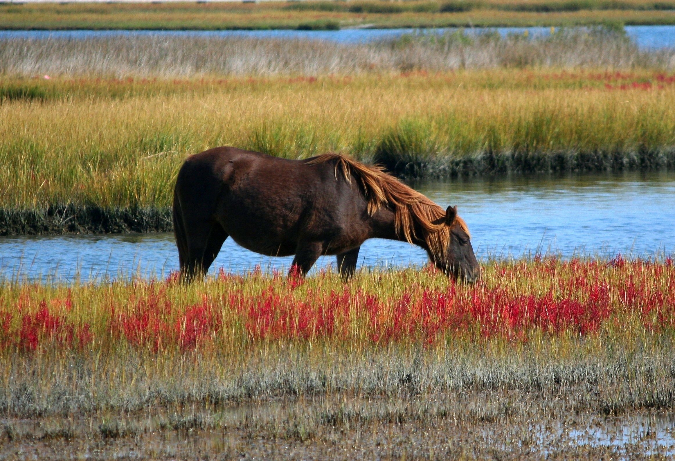 wild_horse_marsh_pony_assateague_island