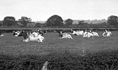 060bluealbioncowscastletowncropped