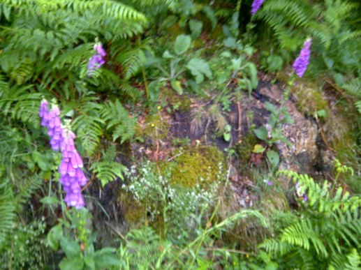 foxglovesthirlmere