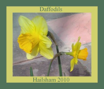 110daffodils