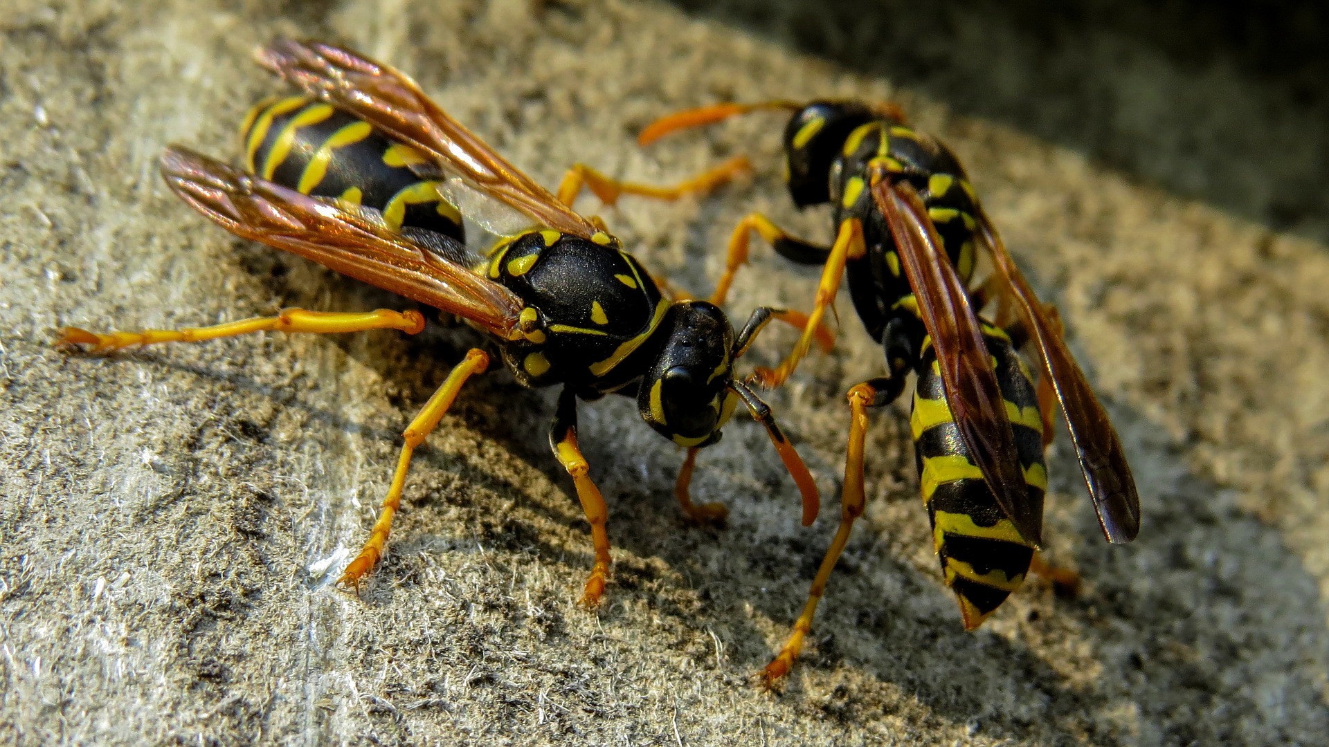 wasp-2300988_1920