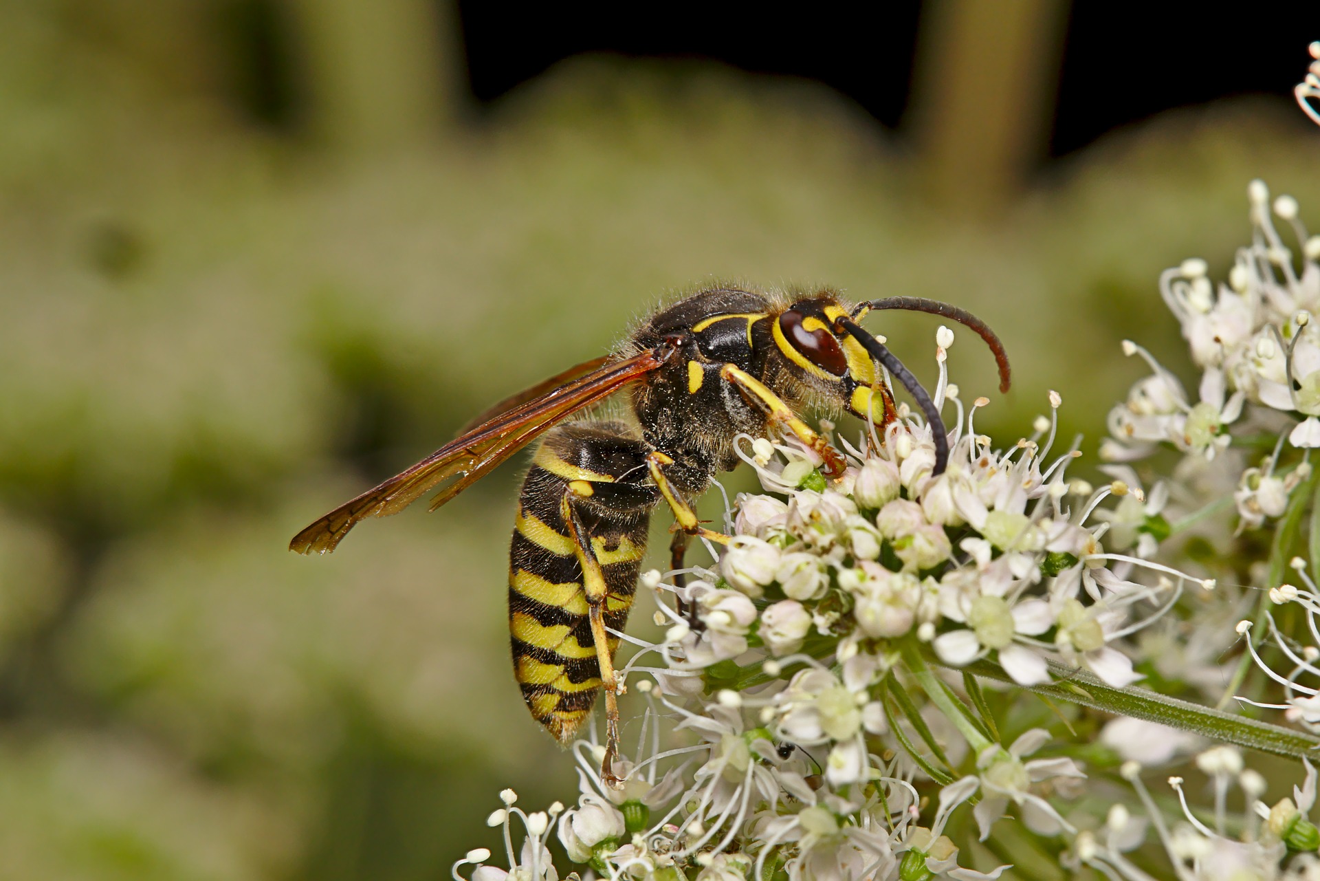wasp-3603869_1920